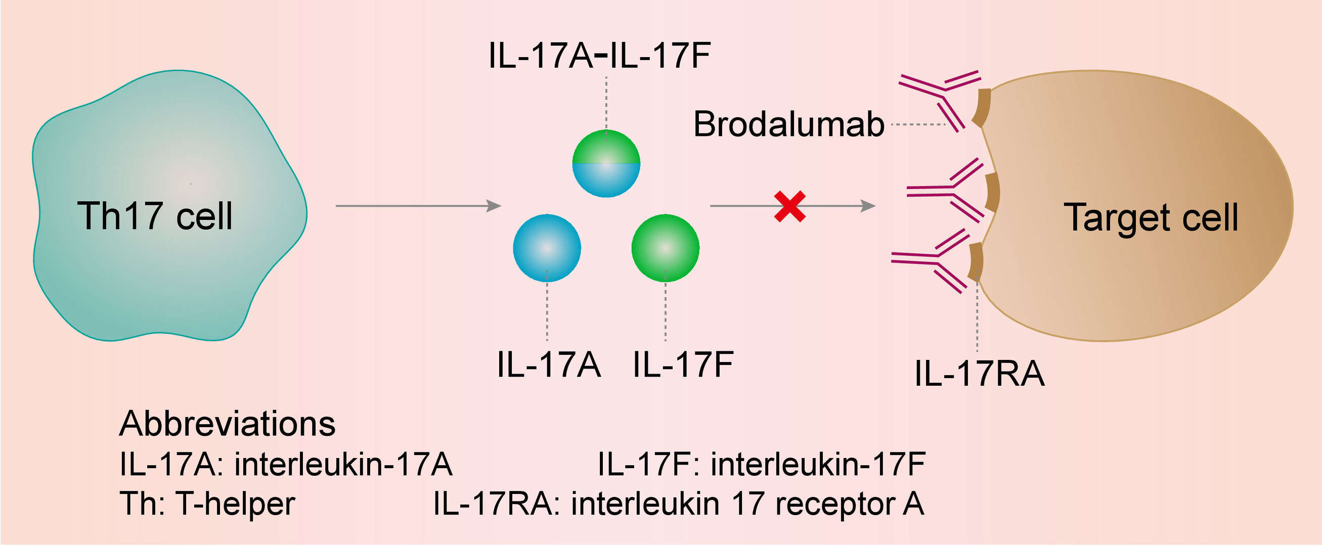 Mechanism of action of Brodalumab